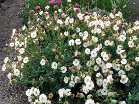 Silene uniflora ssp thorei x S. uniflora 'Weisskelschen'